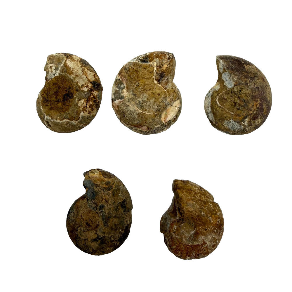 Lot of 5 Polished Ammonite Fossils Madagascar 1.25–1.5" Natural Specimens - Picture 2 of 8